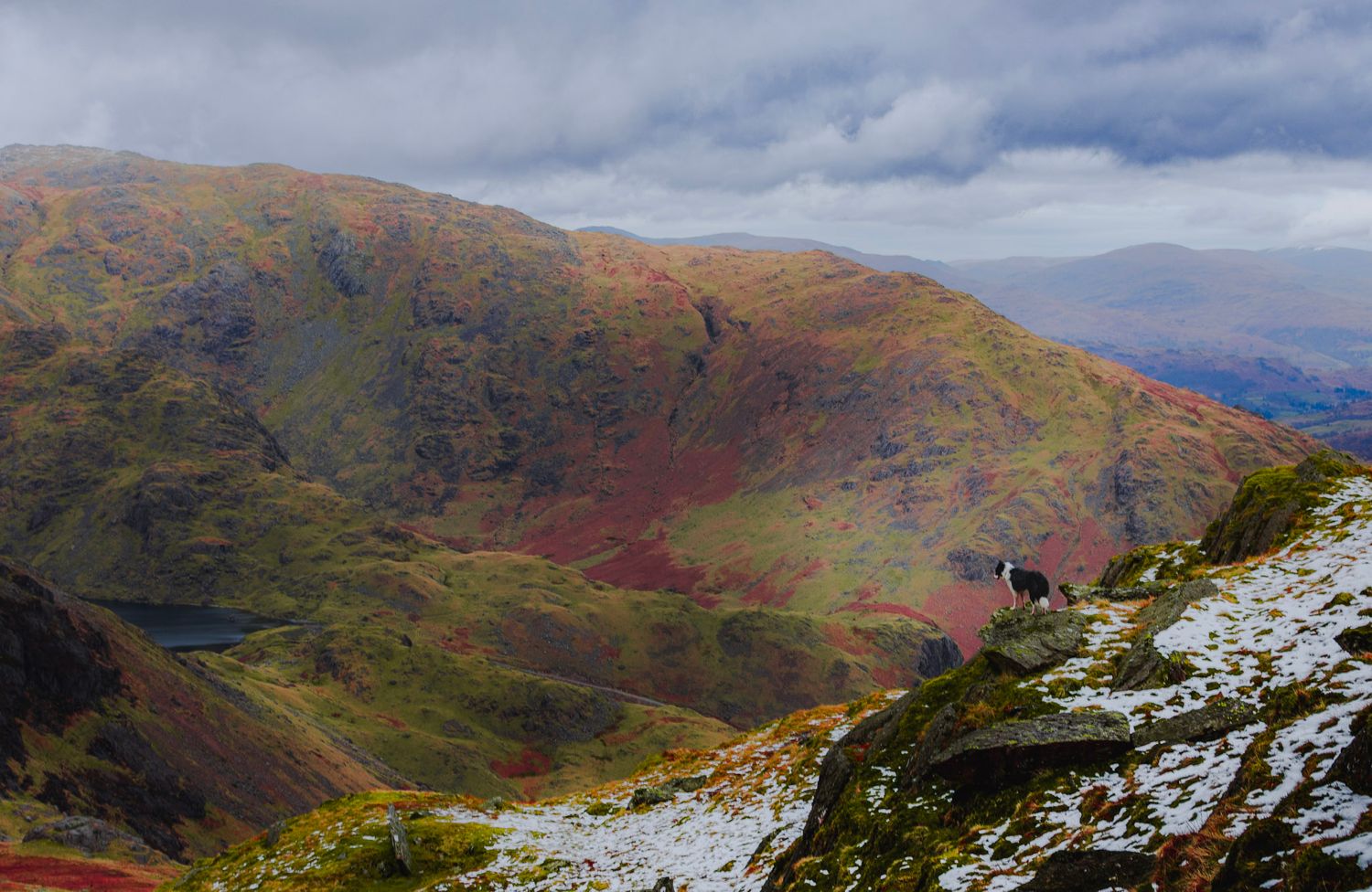 Dog looks out over epic landscape of Coniston old man in the Lake District