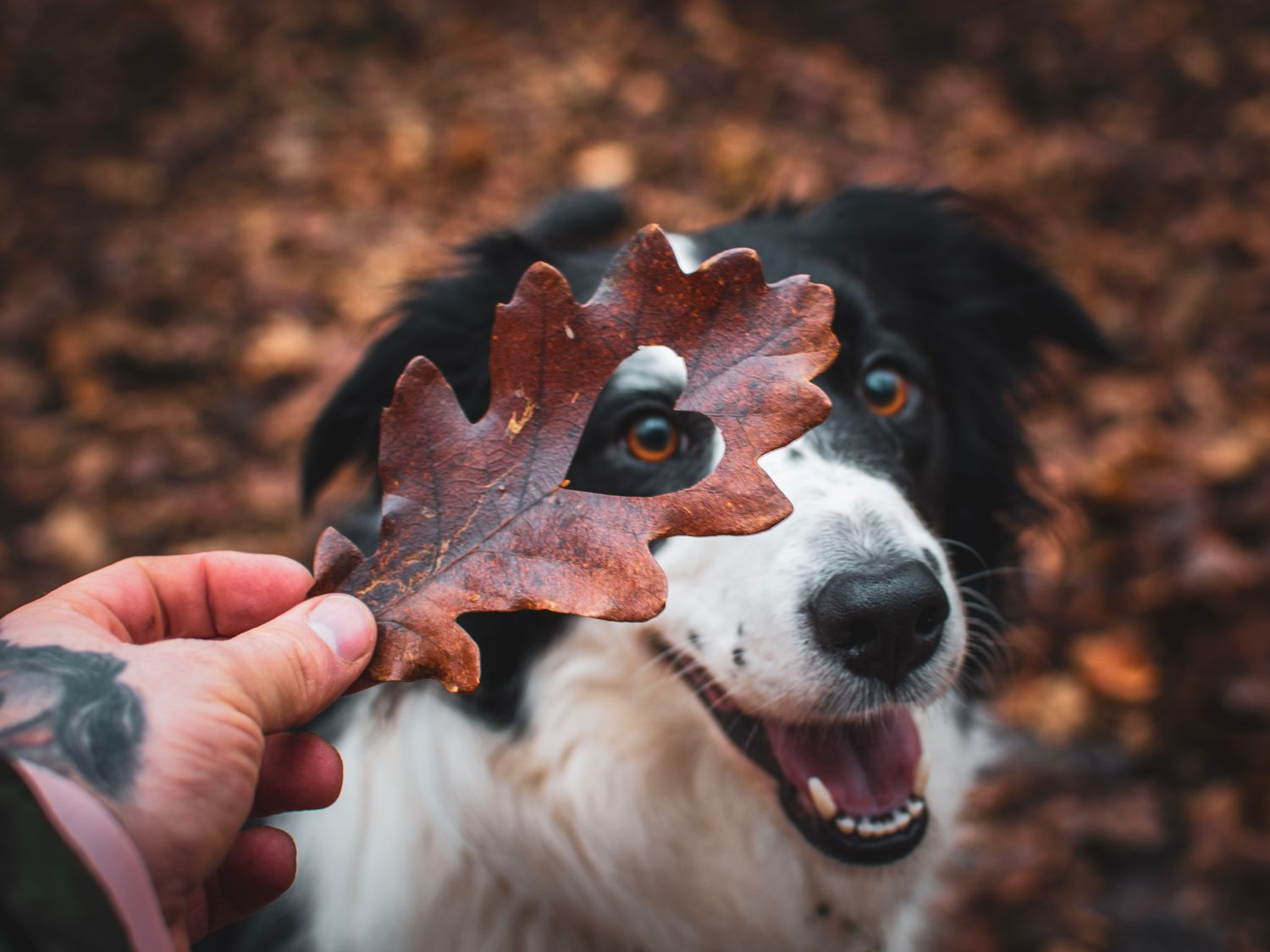 Border collie looking through heat shaped hole in autumn leaf by Liam Moser
