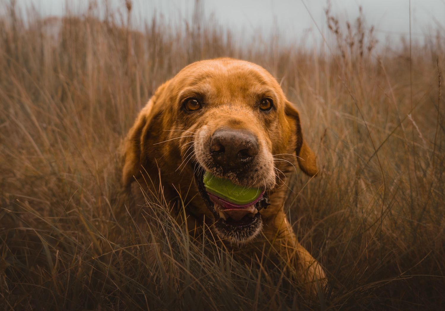Playful Labrador Chewing a ball in the long grass by Barrow beach