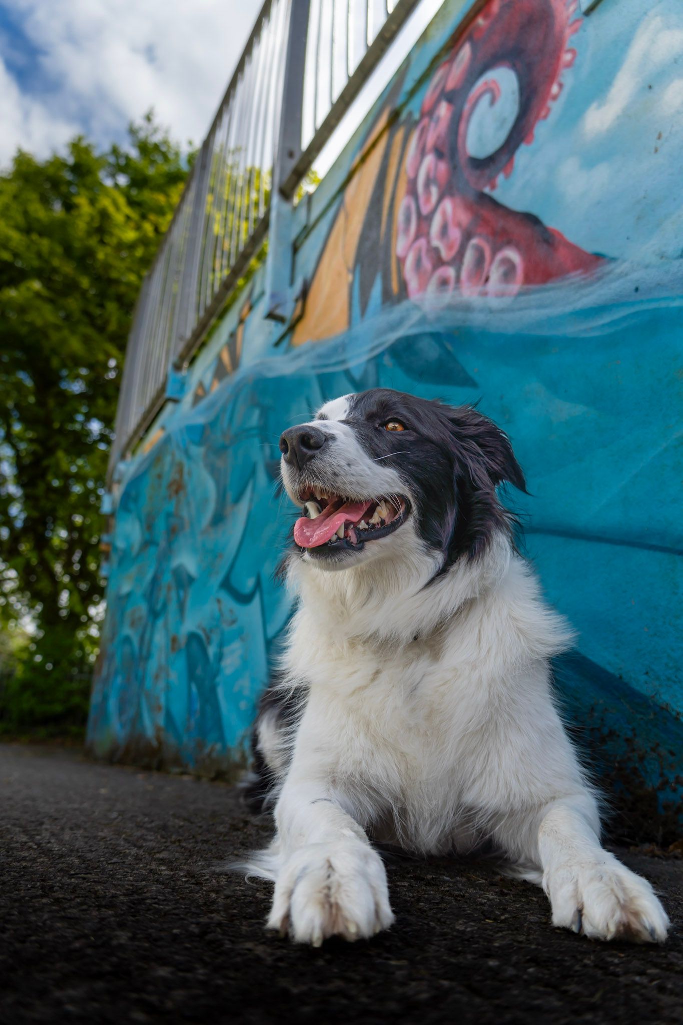 Working dog posing next to graffiti mural in playful Cumbrian portrait