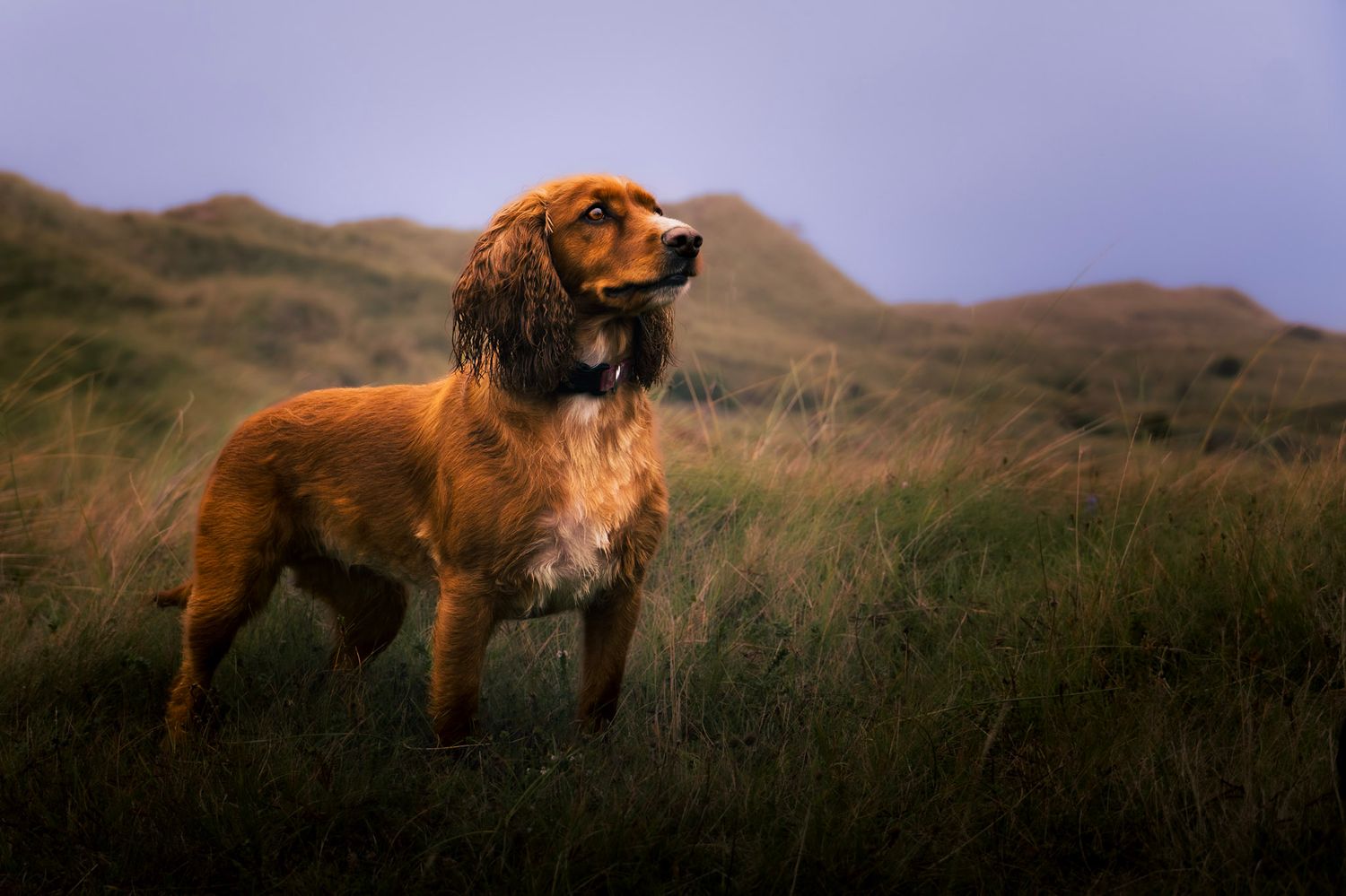 Elegant Spaniel in warm earthy pet portrait by Wilderness and Whiskers