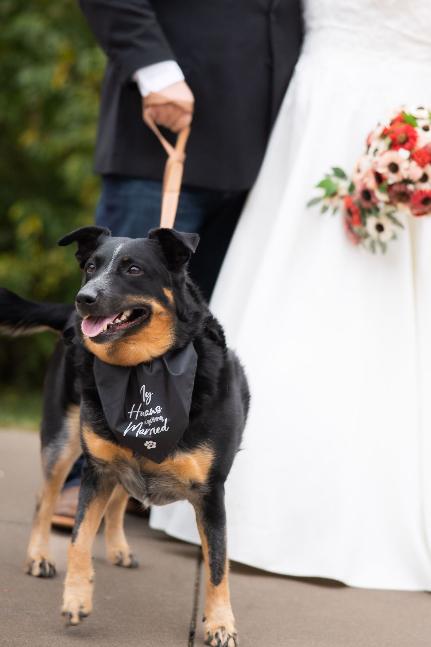 Black and tan dog wearing a bandana serves as ring bearer at outdoor wedding ceremony.