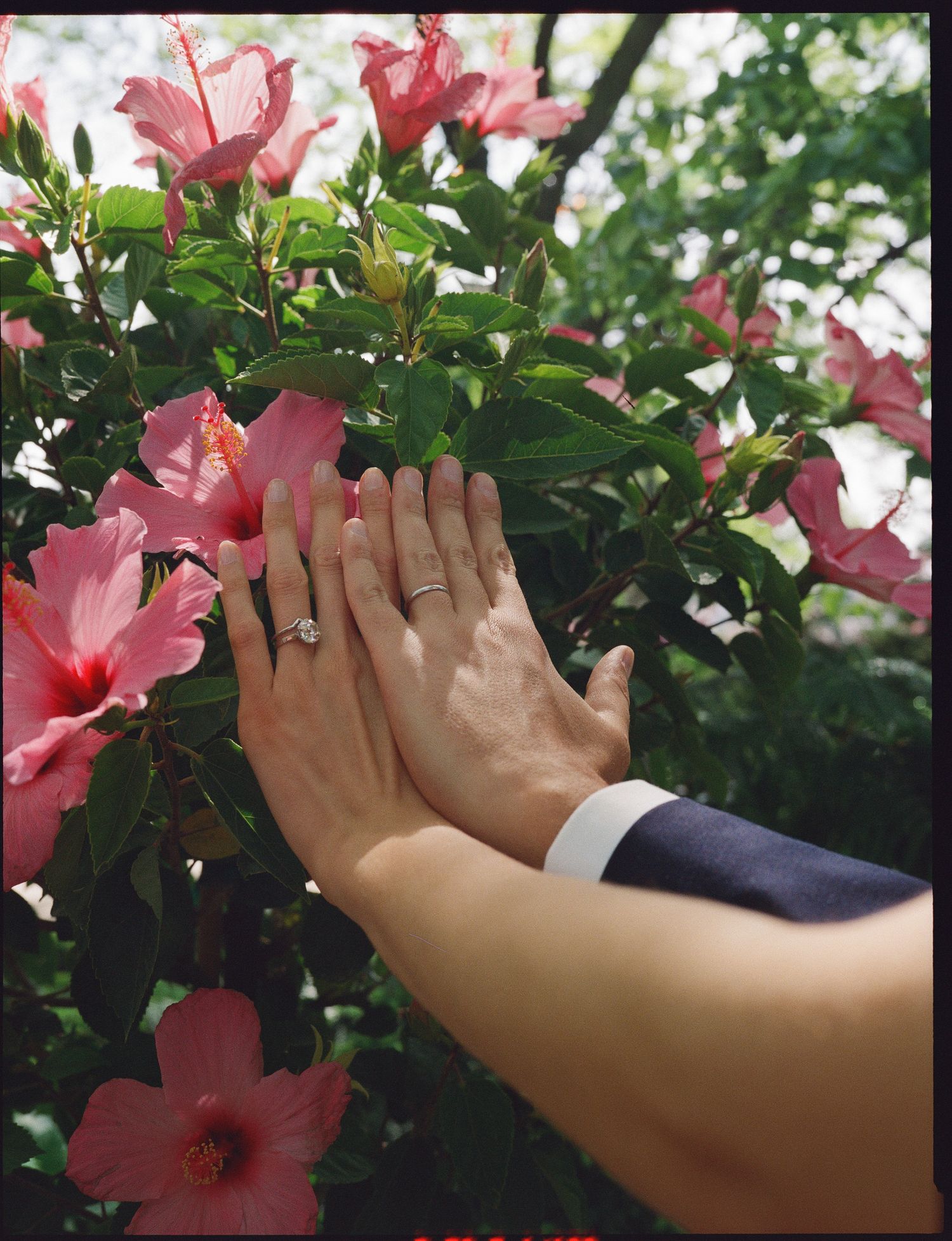 Hands gently touch delicate pink hibiscus flowers blooming among lush green foliage in a garden setting.