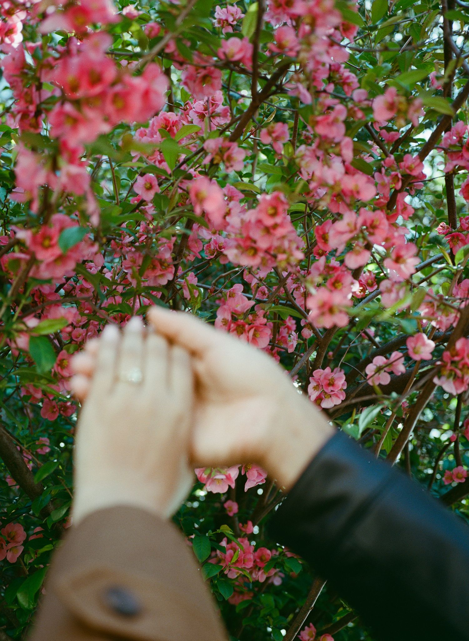 A sequence of hands reaching up to touch delicate pink cherry blossoms against a green leafy background.