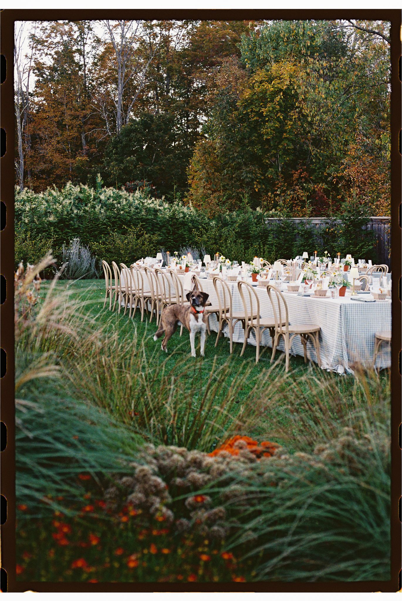 An elegant outdoor wedding reception table setup with white linens and cross-back chairs amid lush fall foliage and ornamental grasses.
