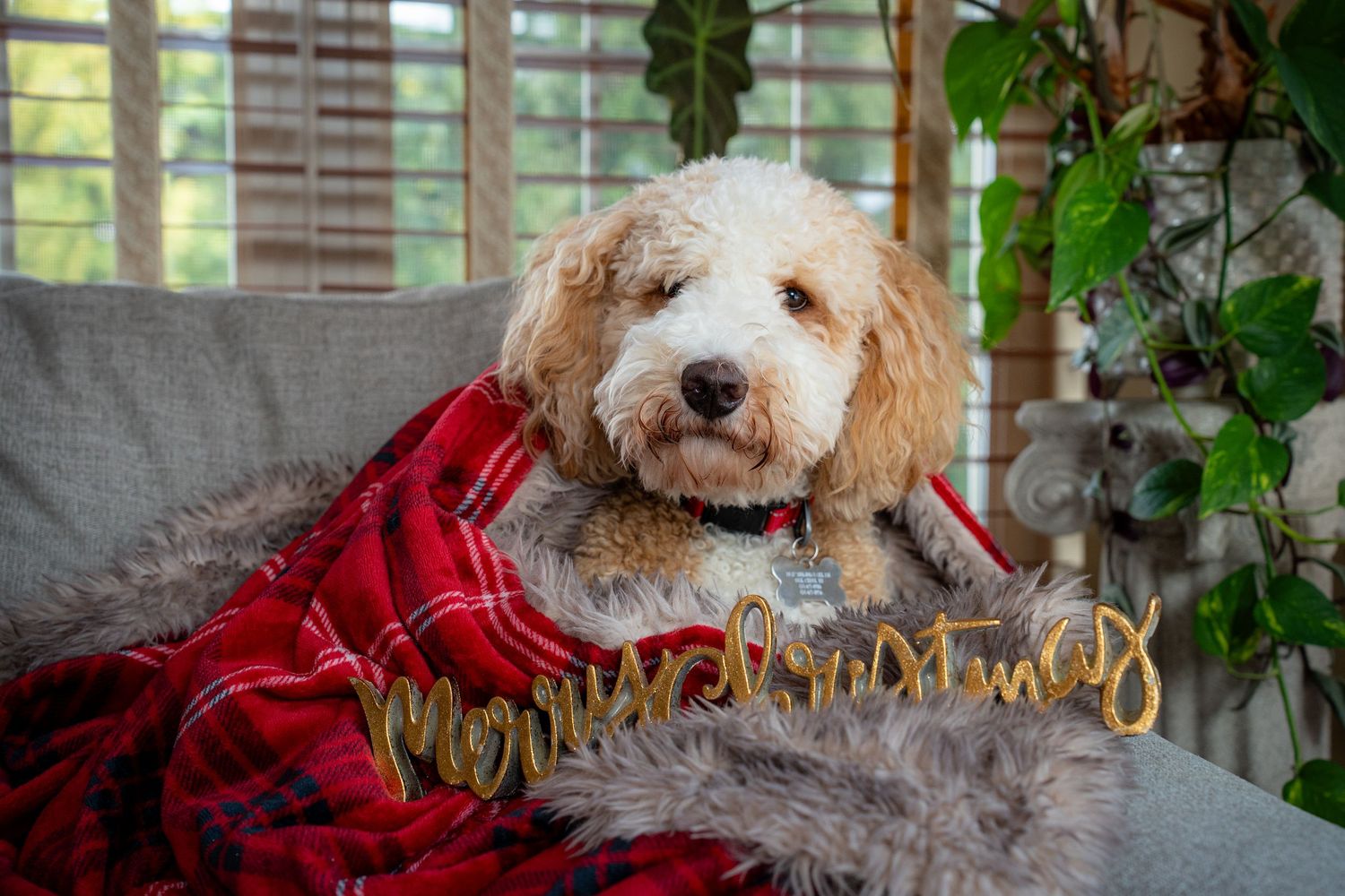 A goldendoodle dog wearing a red sweater lies on a gray couch with festive holiday decorations in the background.