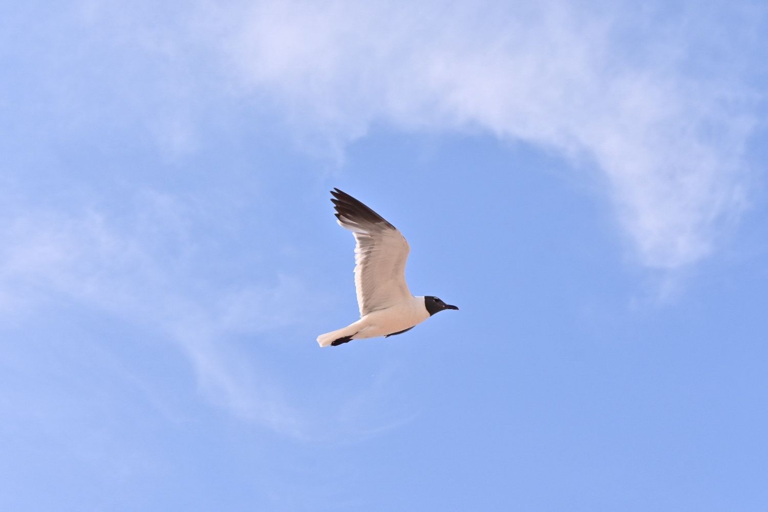 White seagull soaring gracefully through a clear blue sky.
