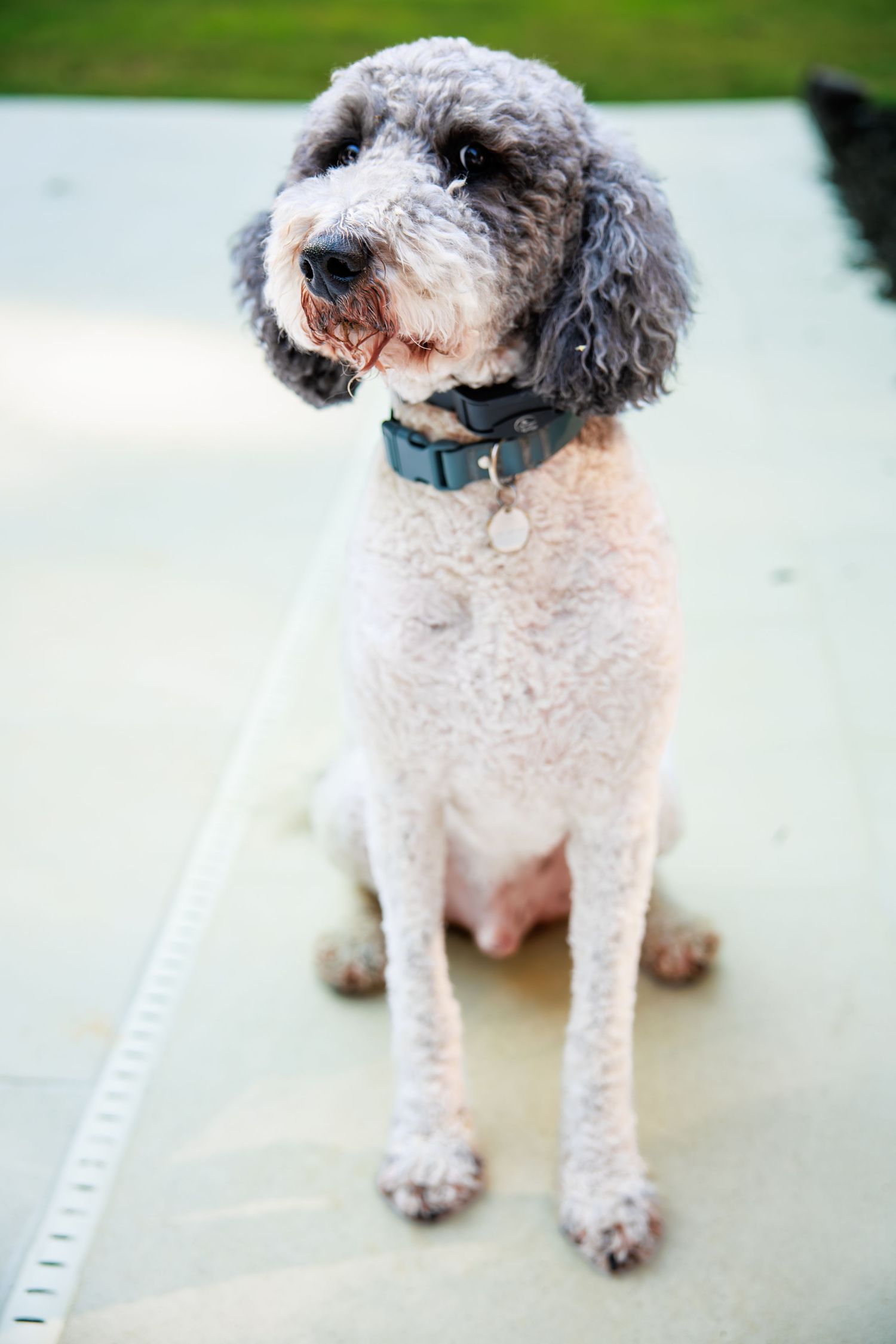 Fluffy white poodle mix dog sitting and posing for multiple portrait shots.
