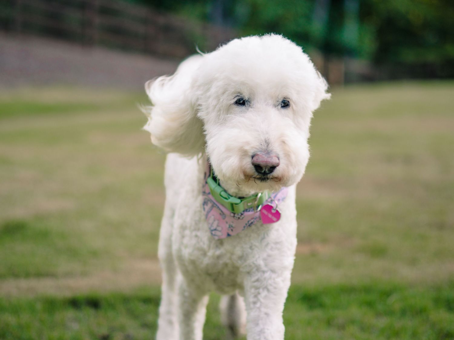 White fluffy dog running and playing in a grassy field.