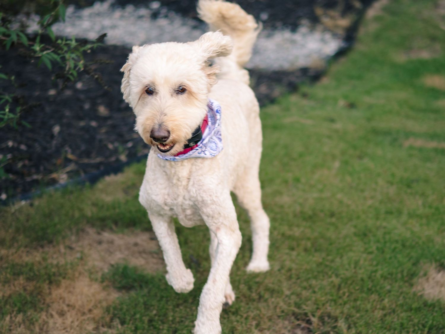 White goldendoodle dog wearing bandana running through grass.