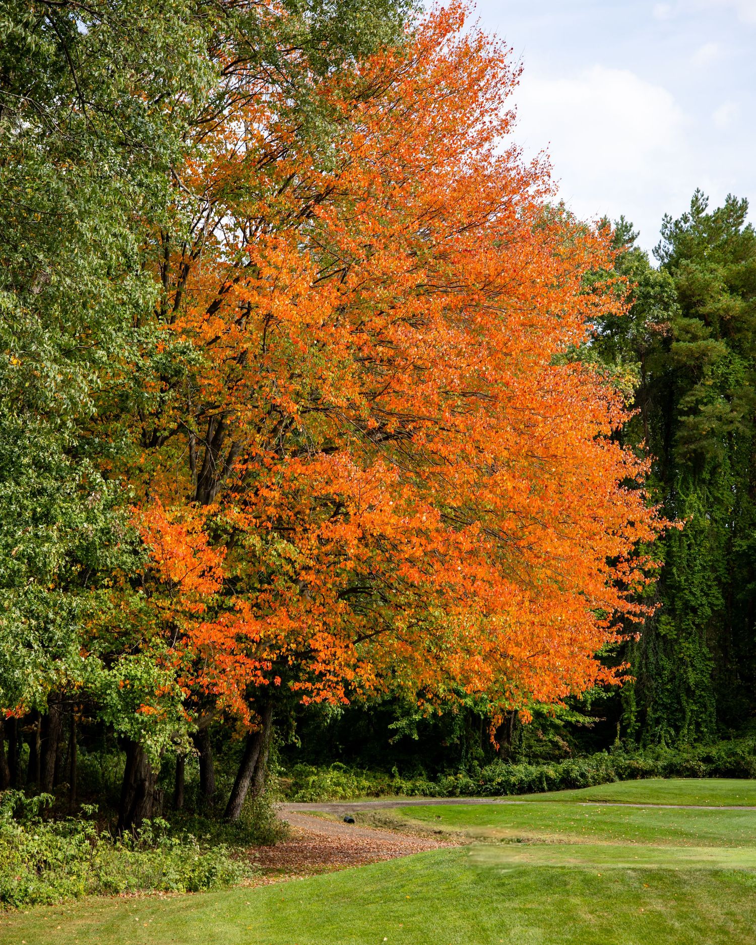 Panoramic view of autumn trees with vibrant orange foliage along a golf course fairway.