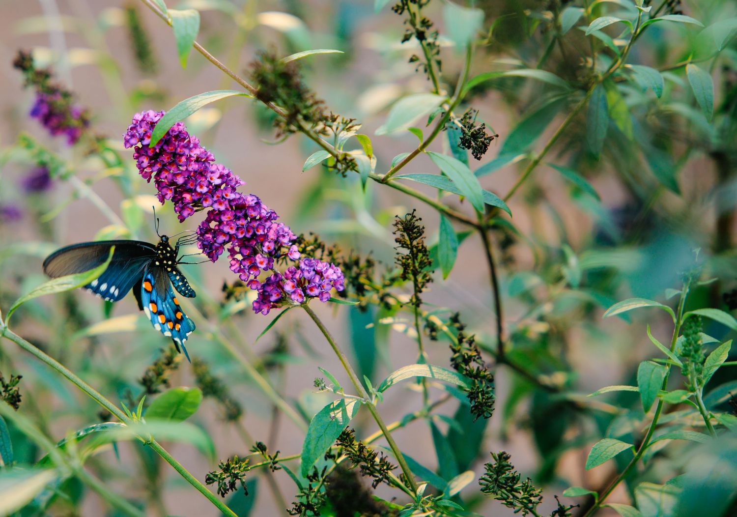 Delicate purple butterfly bush blooms with soft green leaves in natural garden setting.