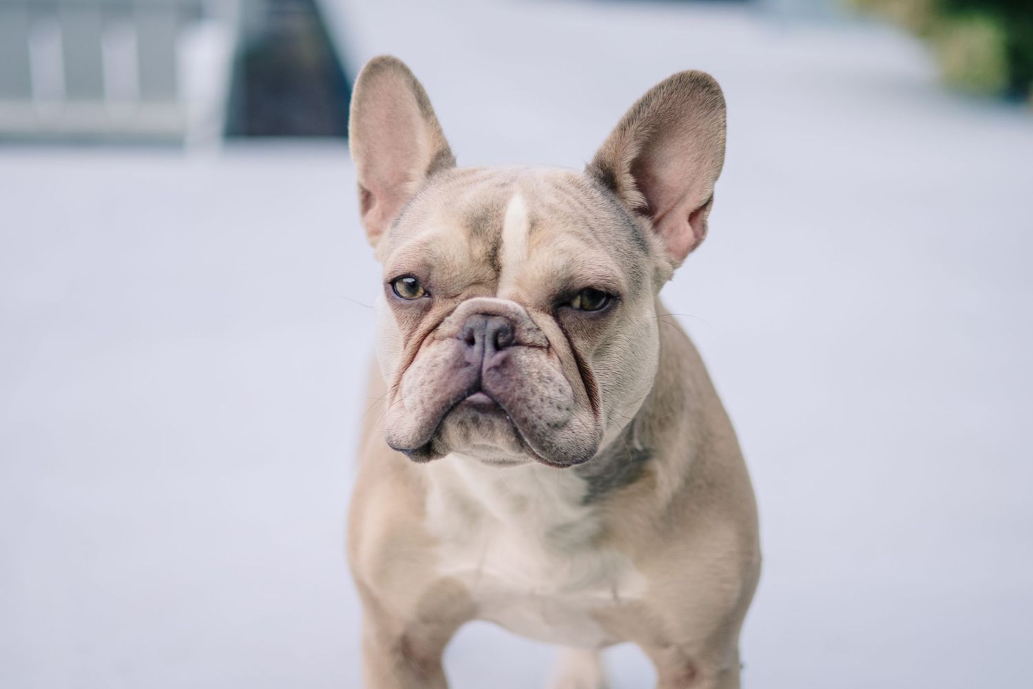 French bulldog in various poses against white background.