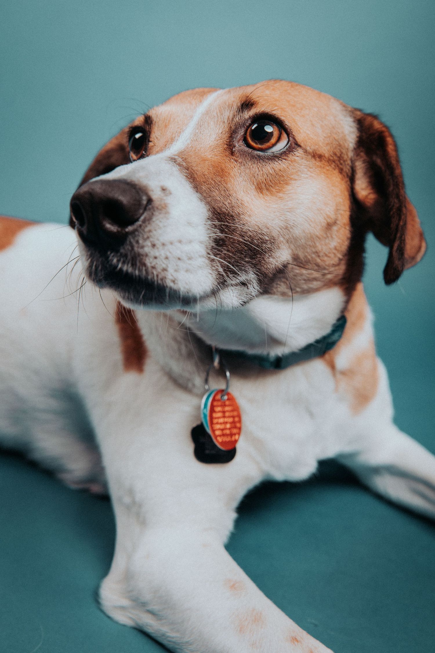 Brown and white dog with collar and tag lying on teal background looking up curiously.