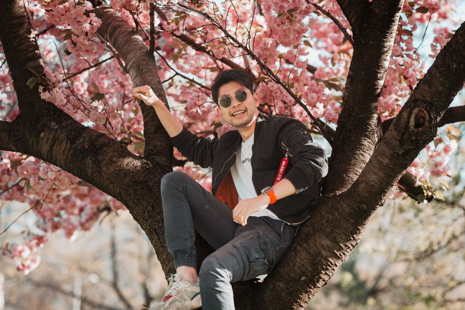 Young man sitting in cherry blossom tree wearing sunglasses on a sunny spring day.