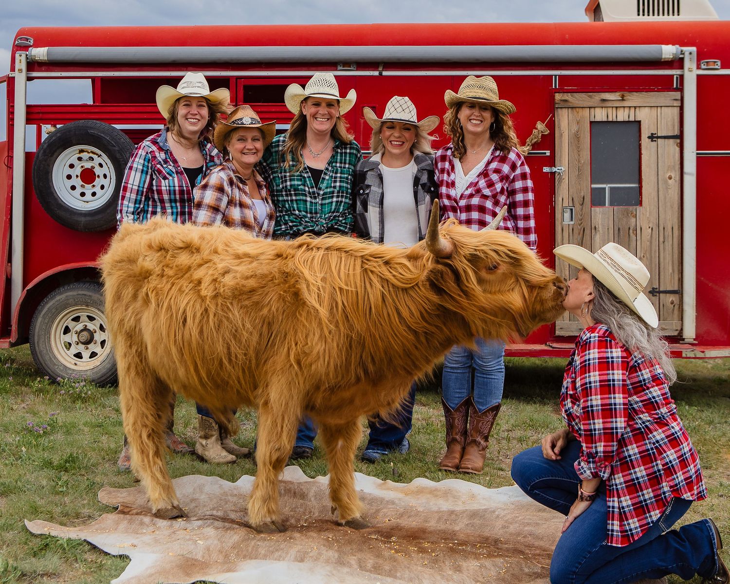 Miniature Highland Cow Photography