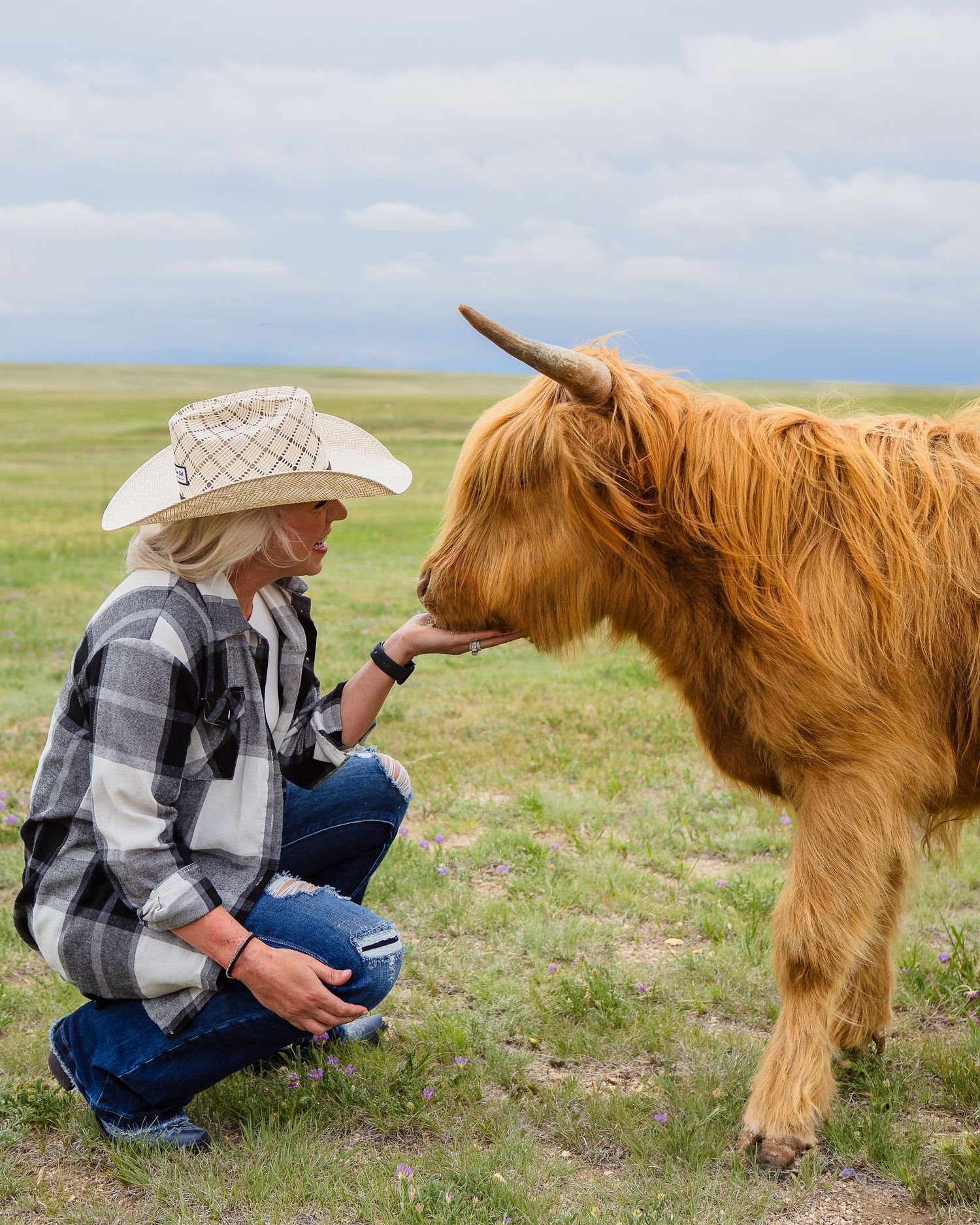 Miniature Highland Cow Photography