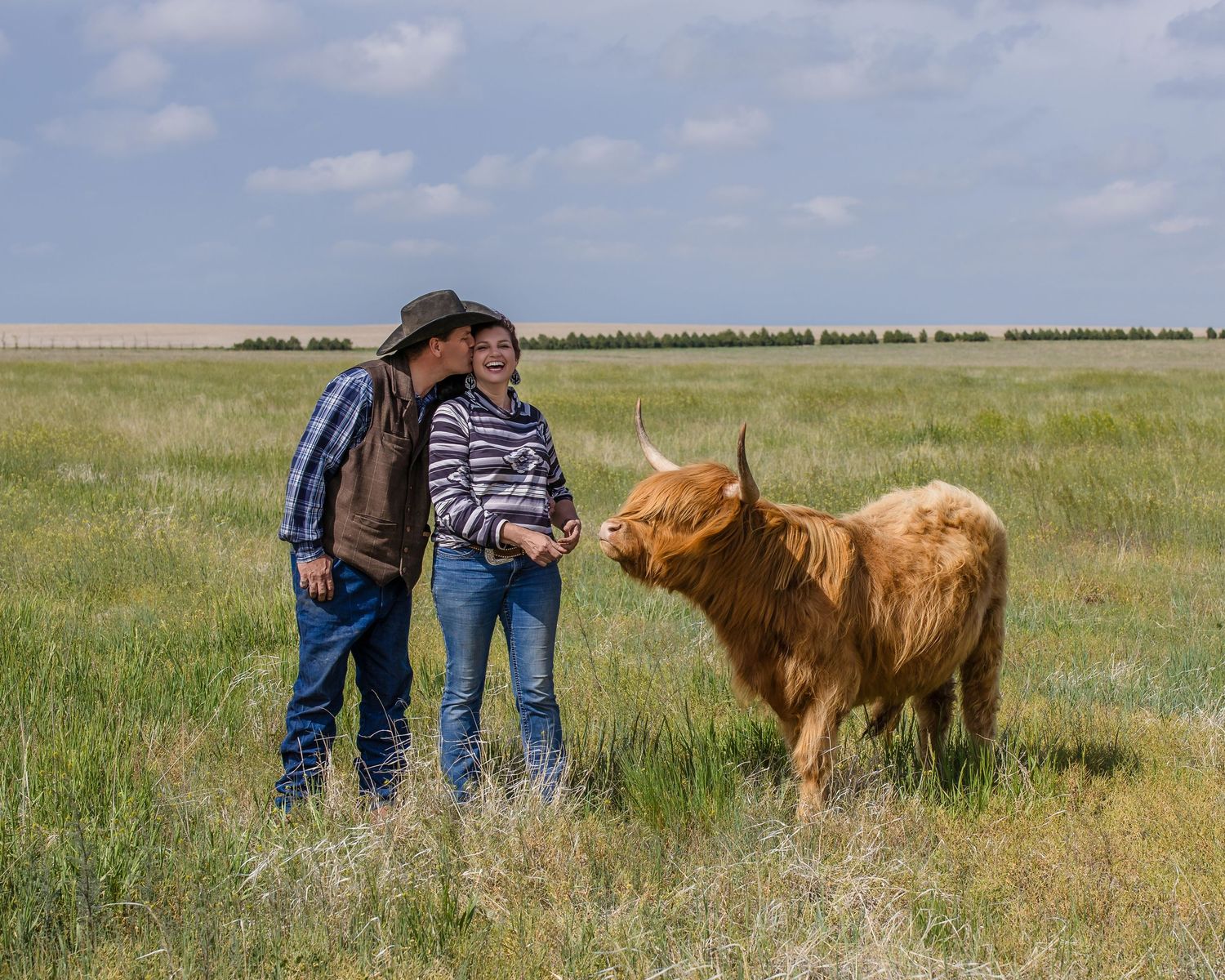 Miniature Highland Cow Photography