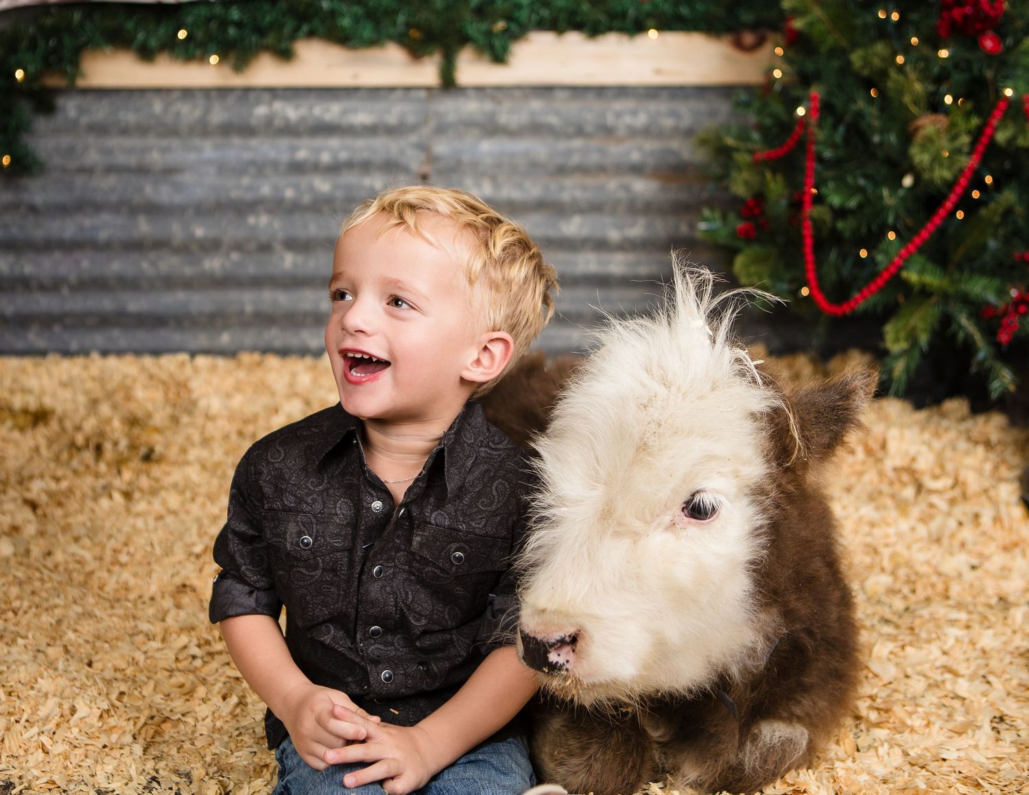 Miniature Highland Cow Photography