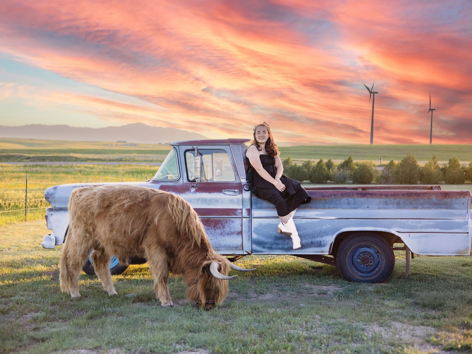 Miniature Highland Cow Photography