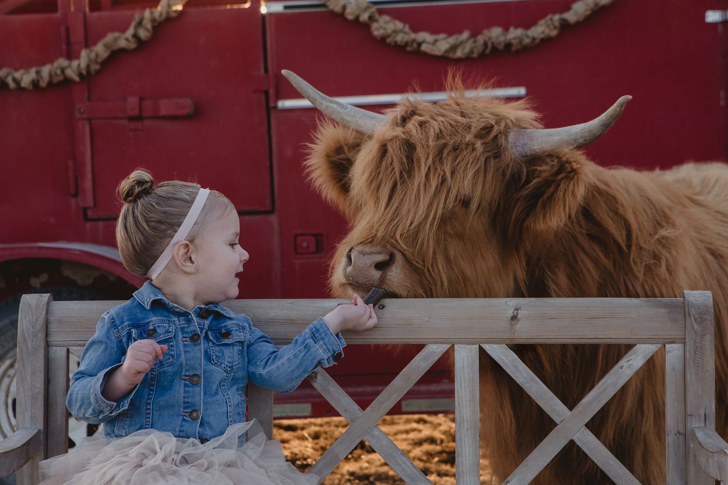 Miniature Highland Cow Photography