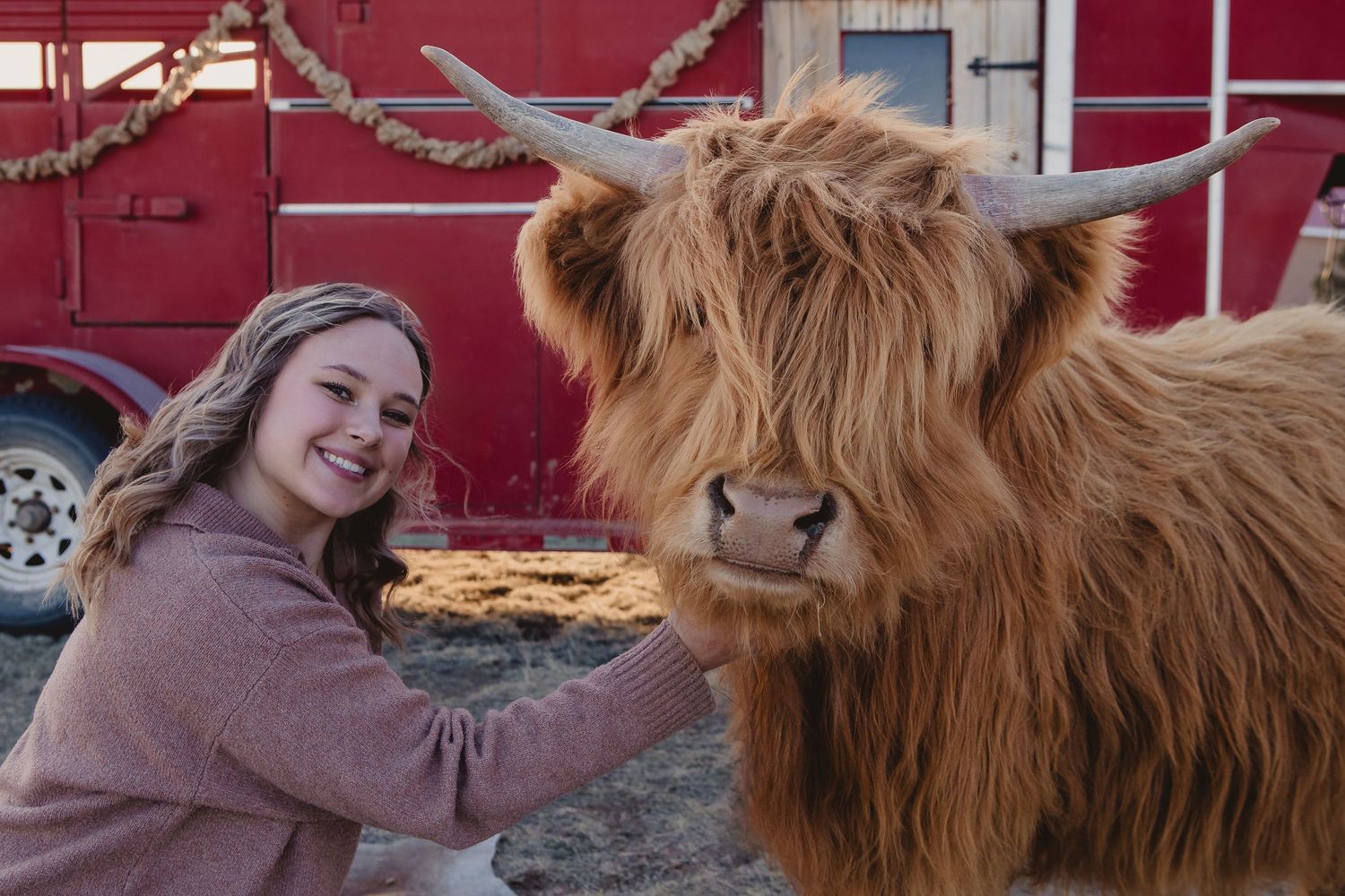 Miniature Highland Cow Photography
