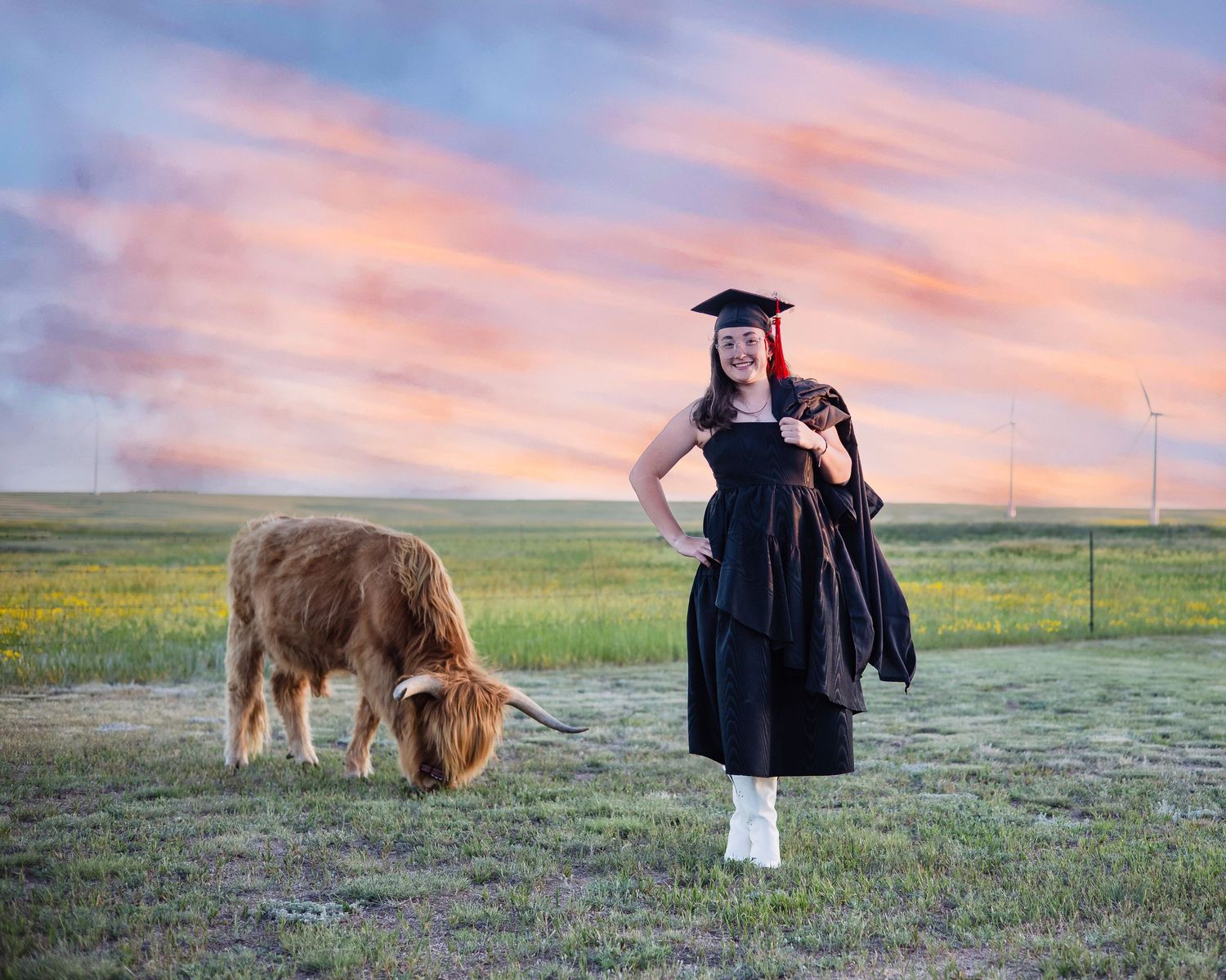 Miniature Highland Cow Photography