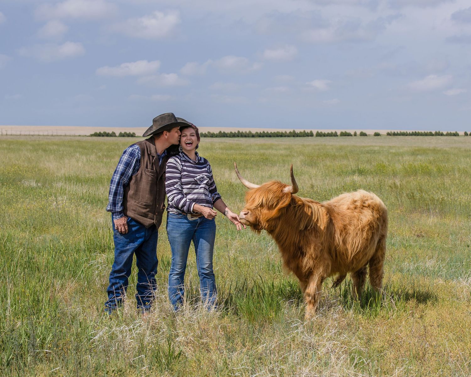 Miniature Highland Cow Photography