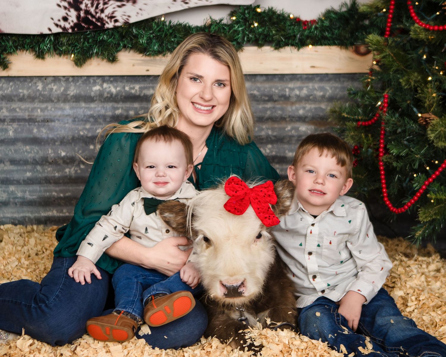 Miniature Highland Cow Photography