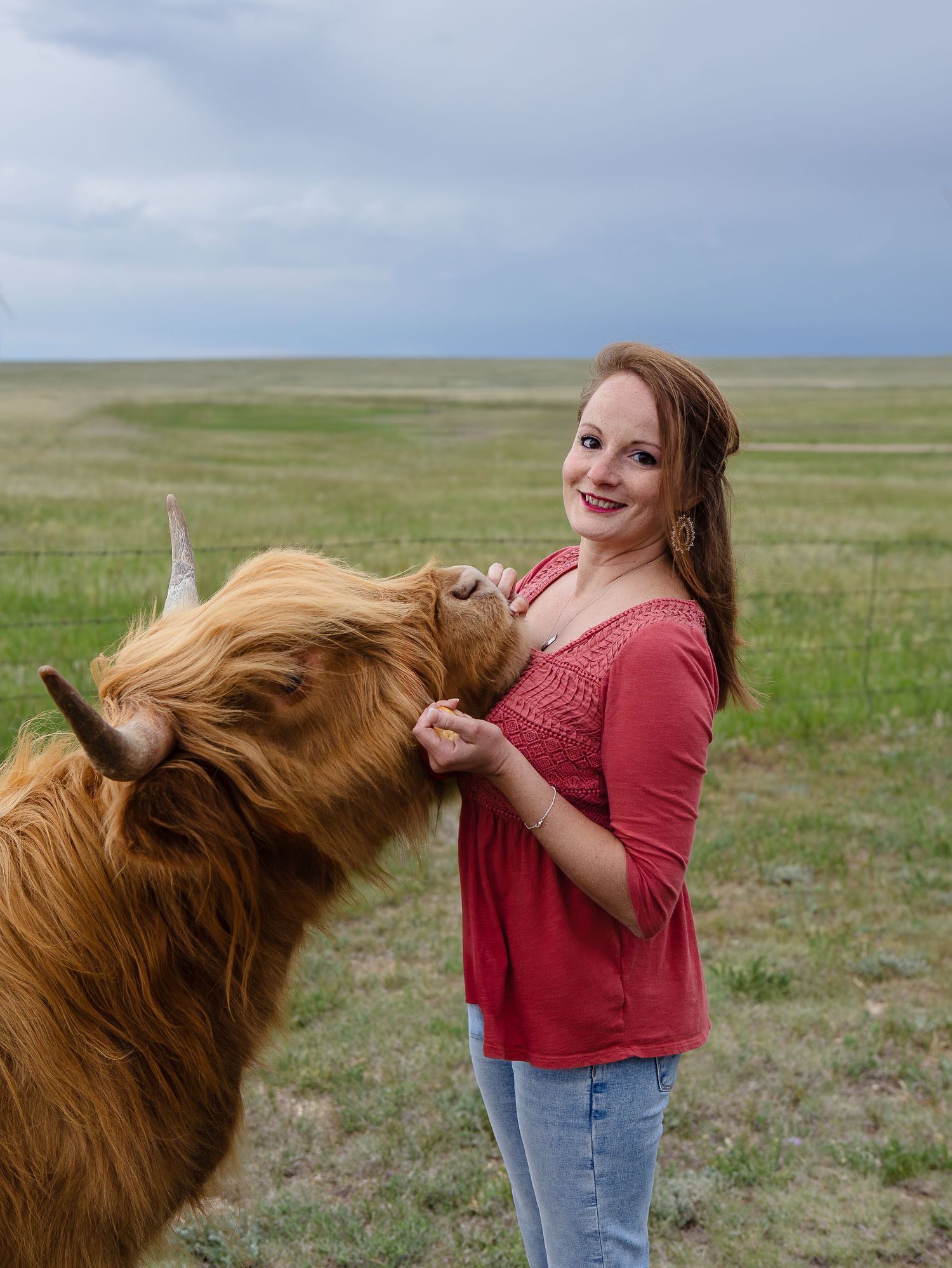 Miniature Highland Cow Photography