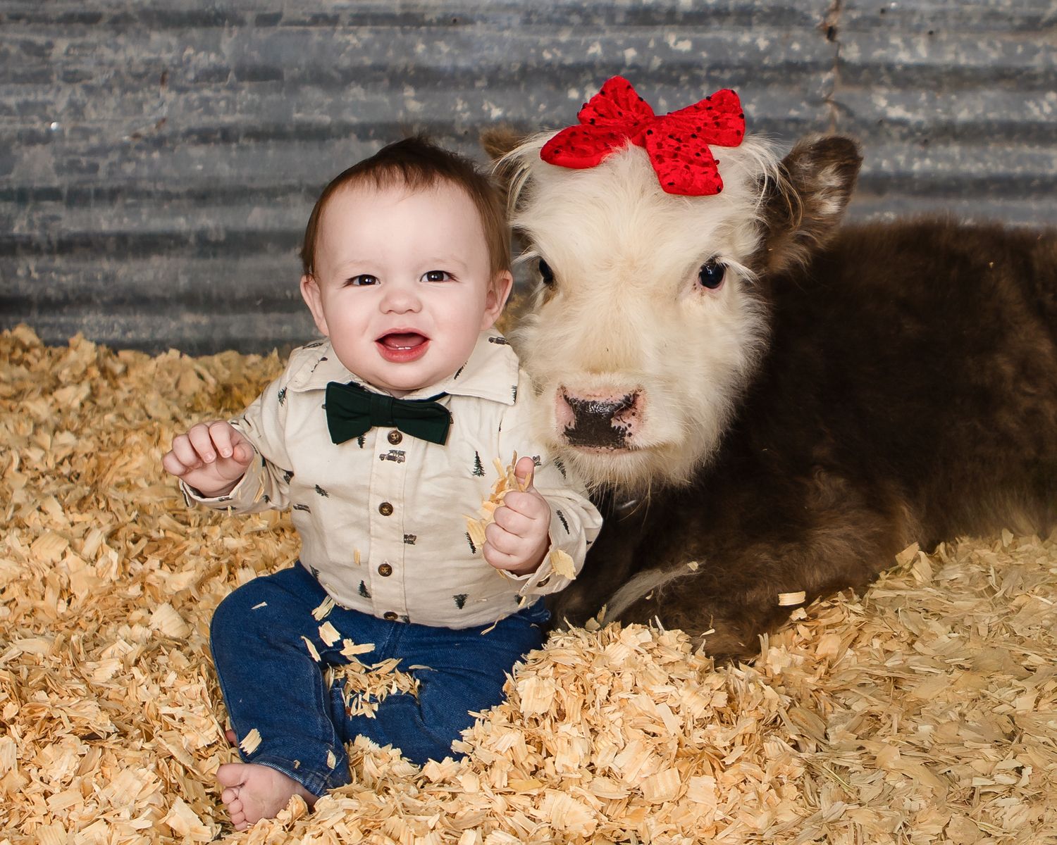 Miniature Highland Cow Photography