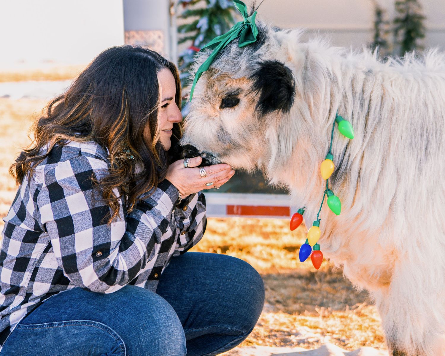 Miniature Highland Cow Photography