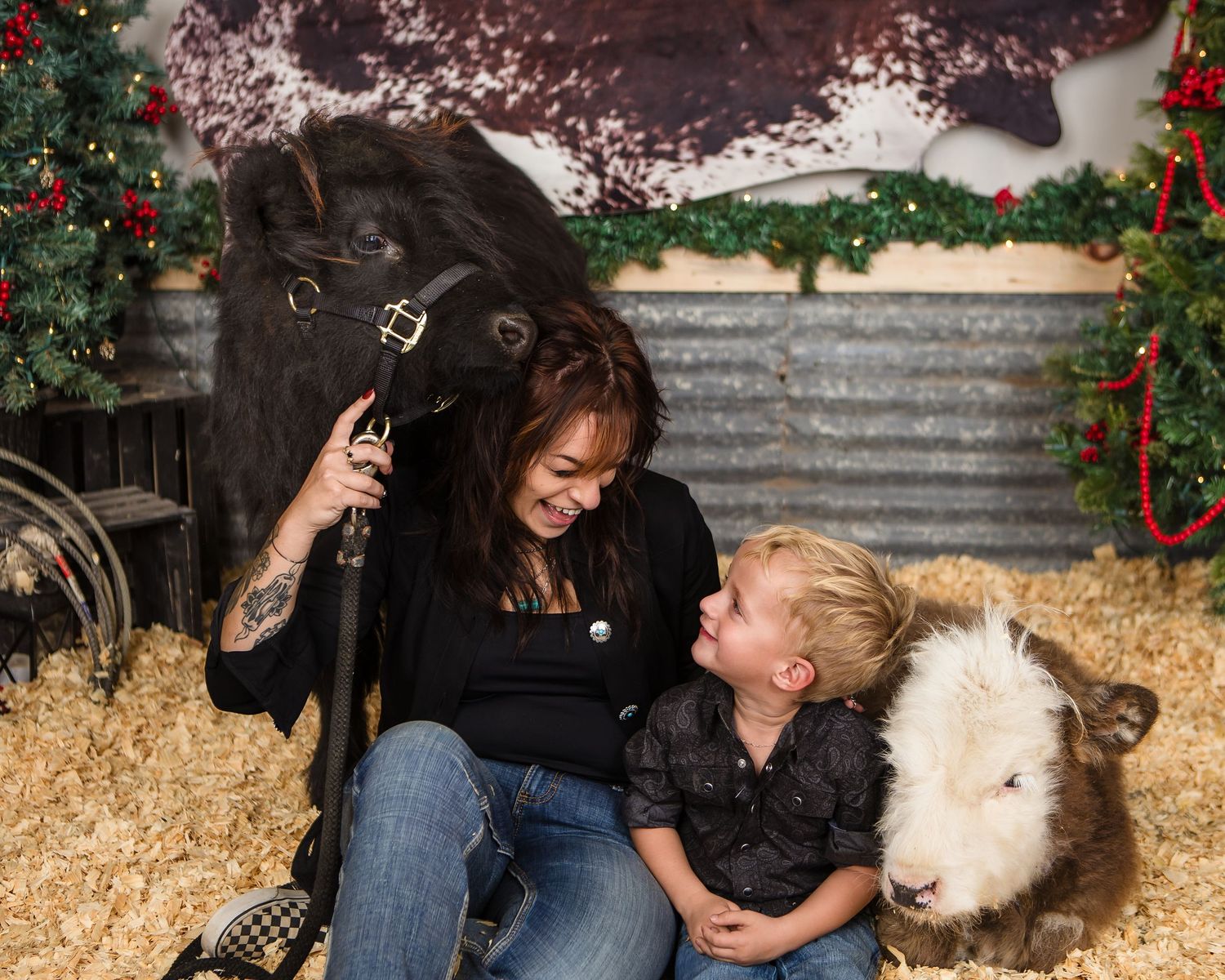 Miniature Highland Cow Photography