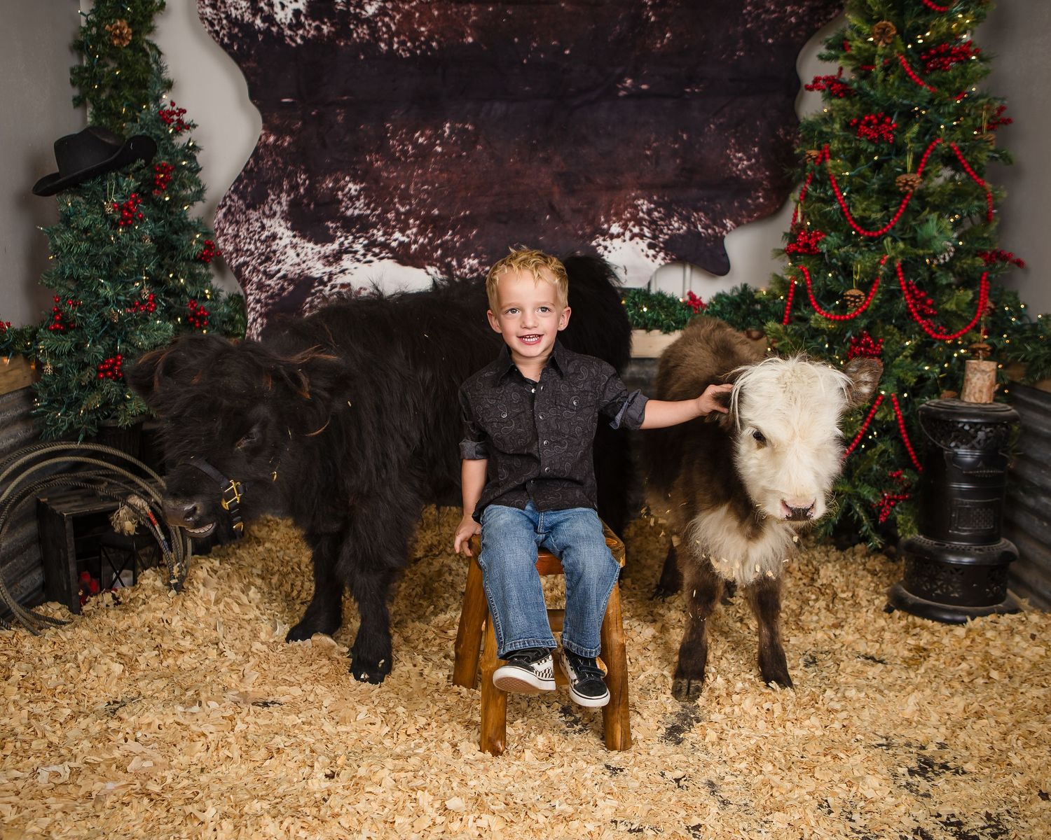Miniature Highland Cow Photography