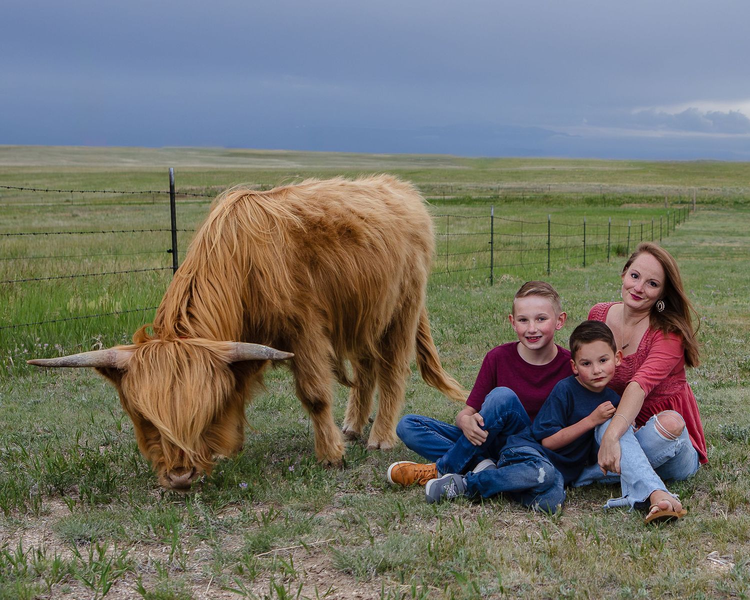 Miniature Highland Cow Photography