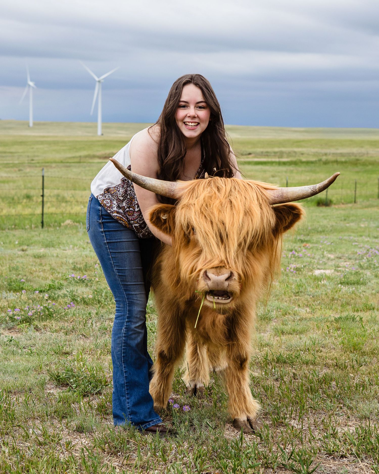 Miniature Highland Cow Photography