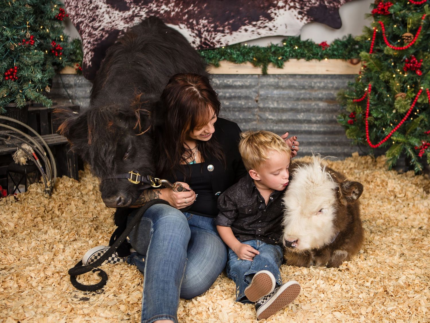 Miniature Highland Cow Photography