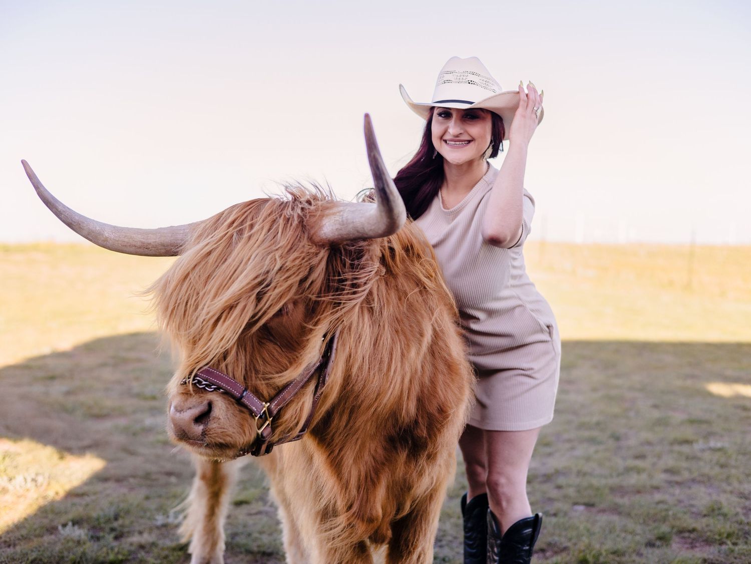 Miniature Highland Cow Photography