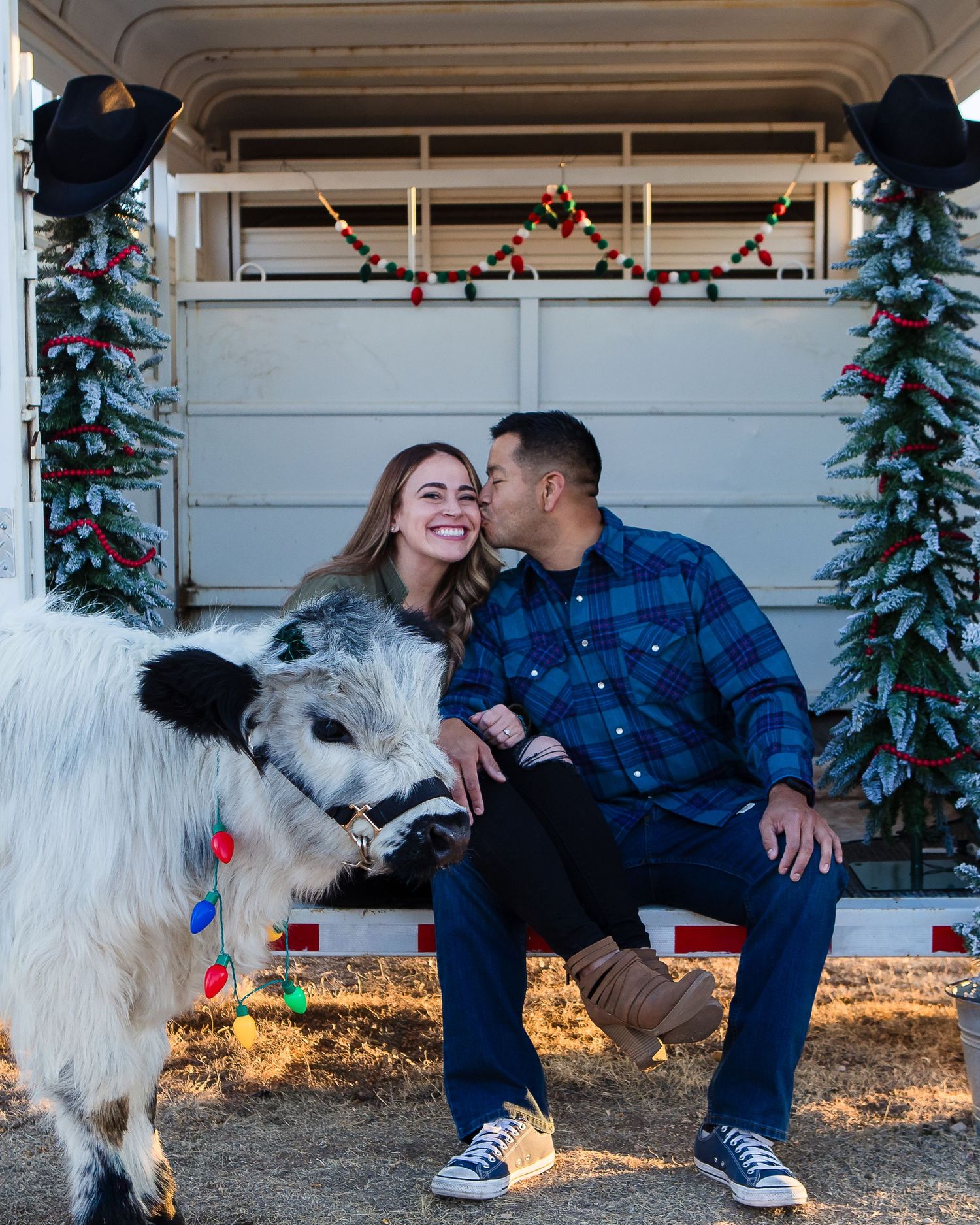 Miniature Highland Cow Photography