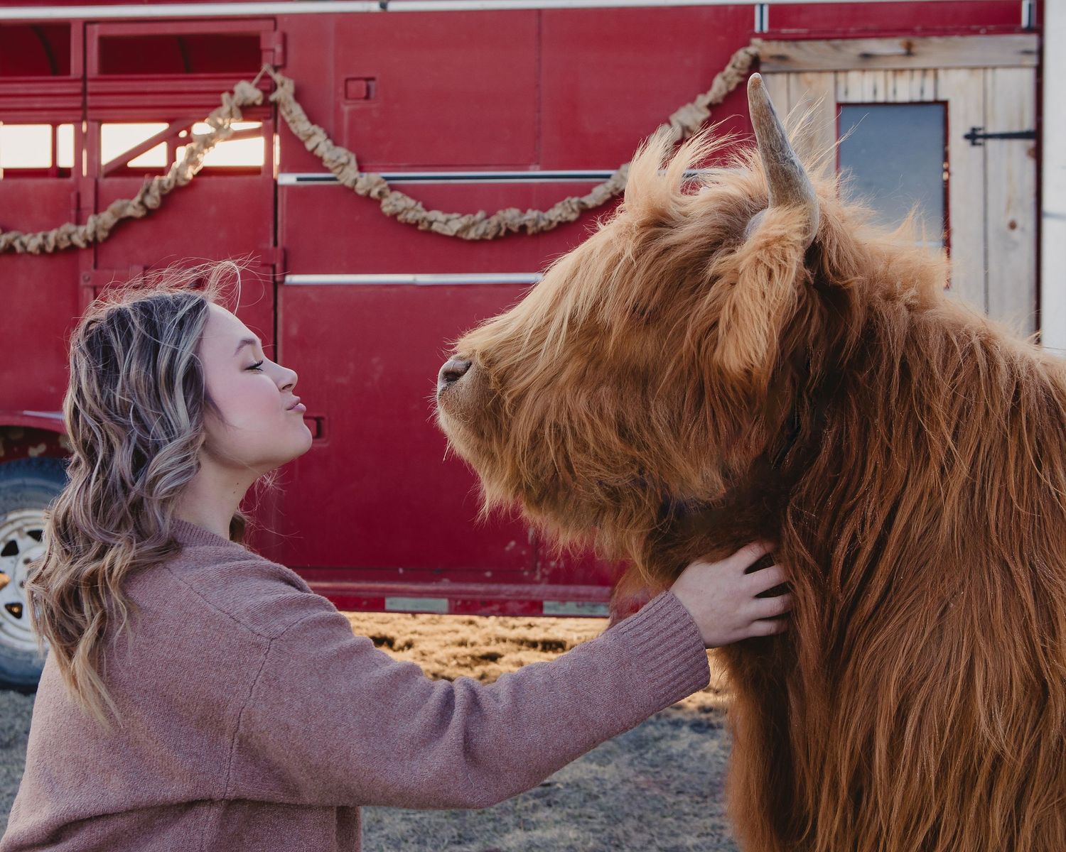 Miniature Highland Cow Photography