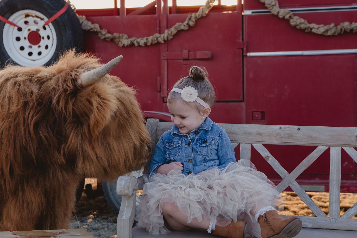 Miniature Highland Cow Photography