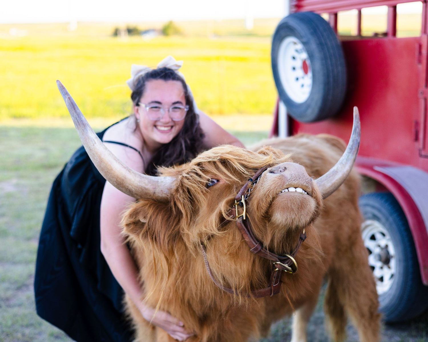 Miniature Highland Cow Photography