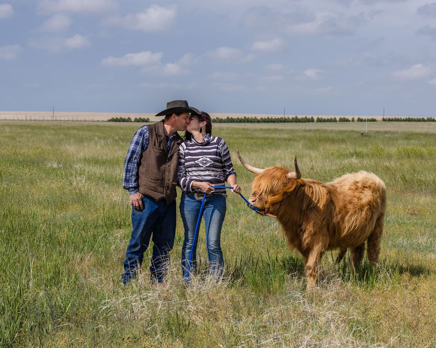 Miniature Highland Cow Photography