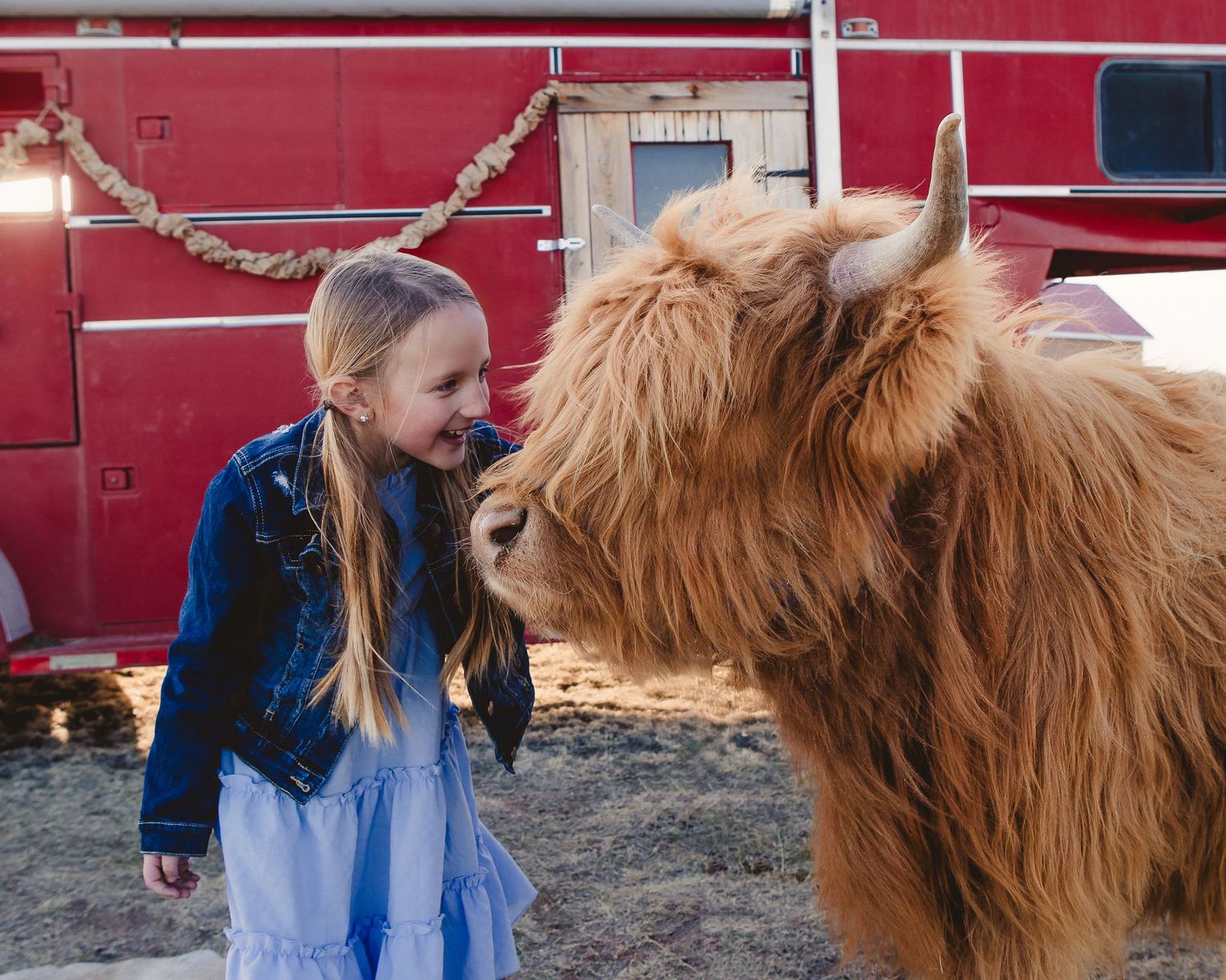 Miniature Highland Cow Photography