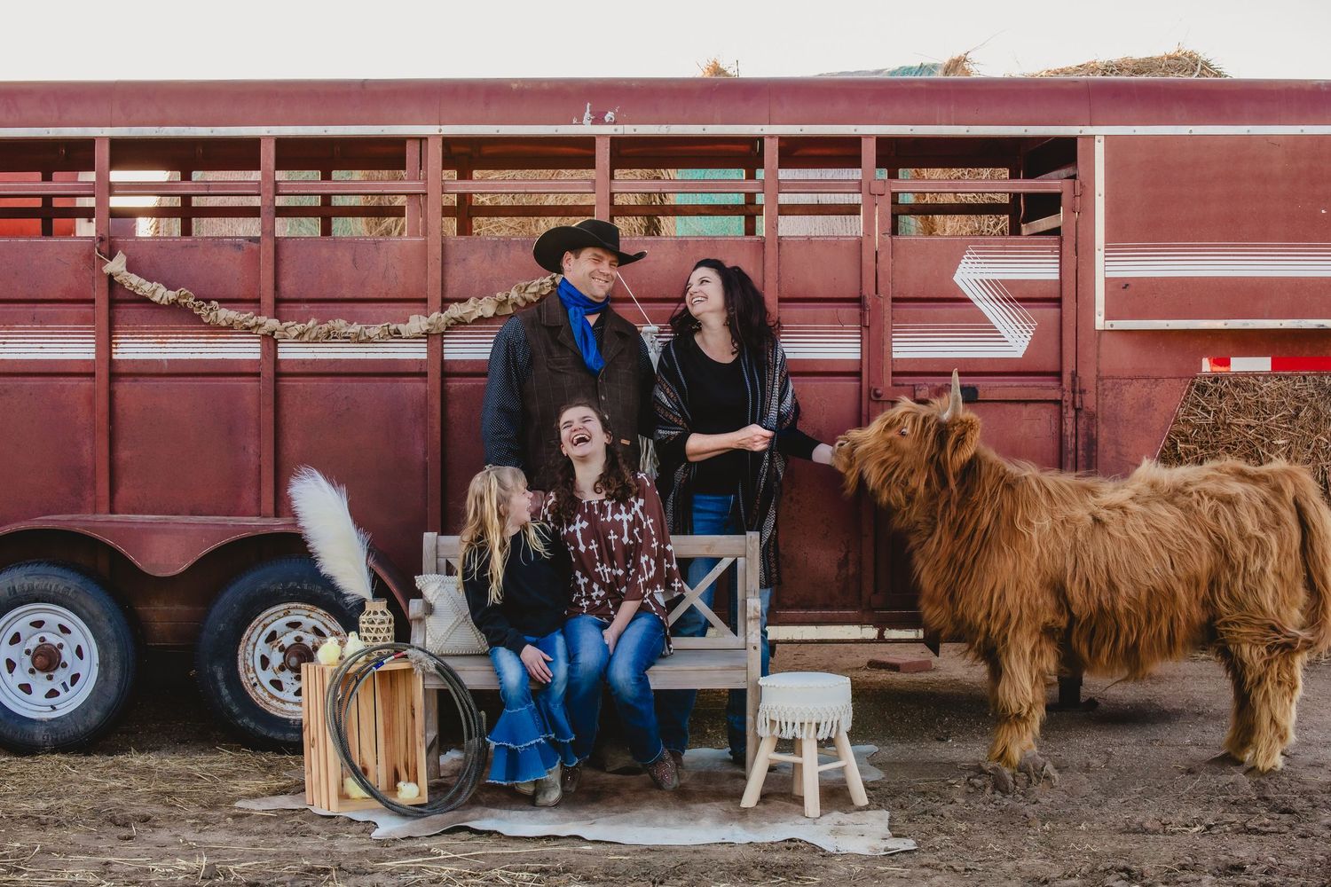 Miniature Highland Cow Photography