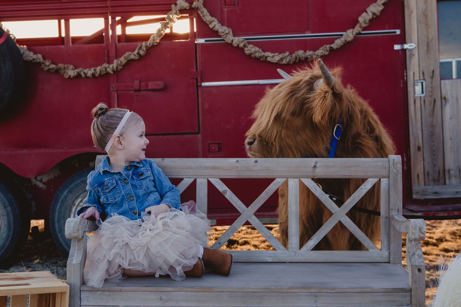 Miniature Highland Cow Photography