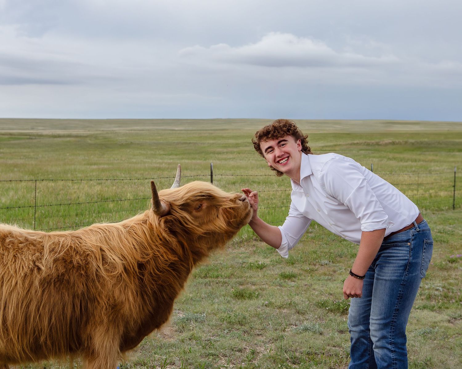 Miniature Highland Cow Photography