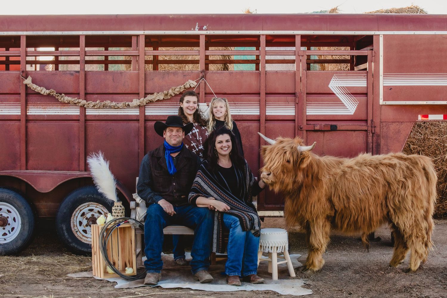 Miniature Highland Cow Photography