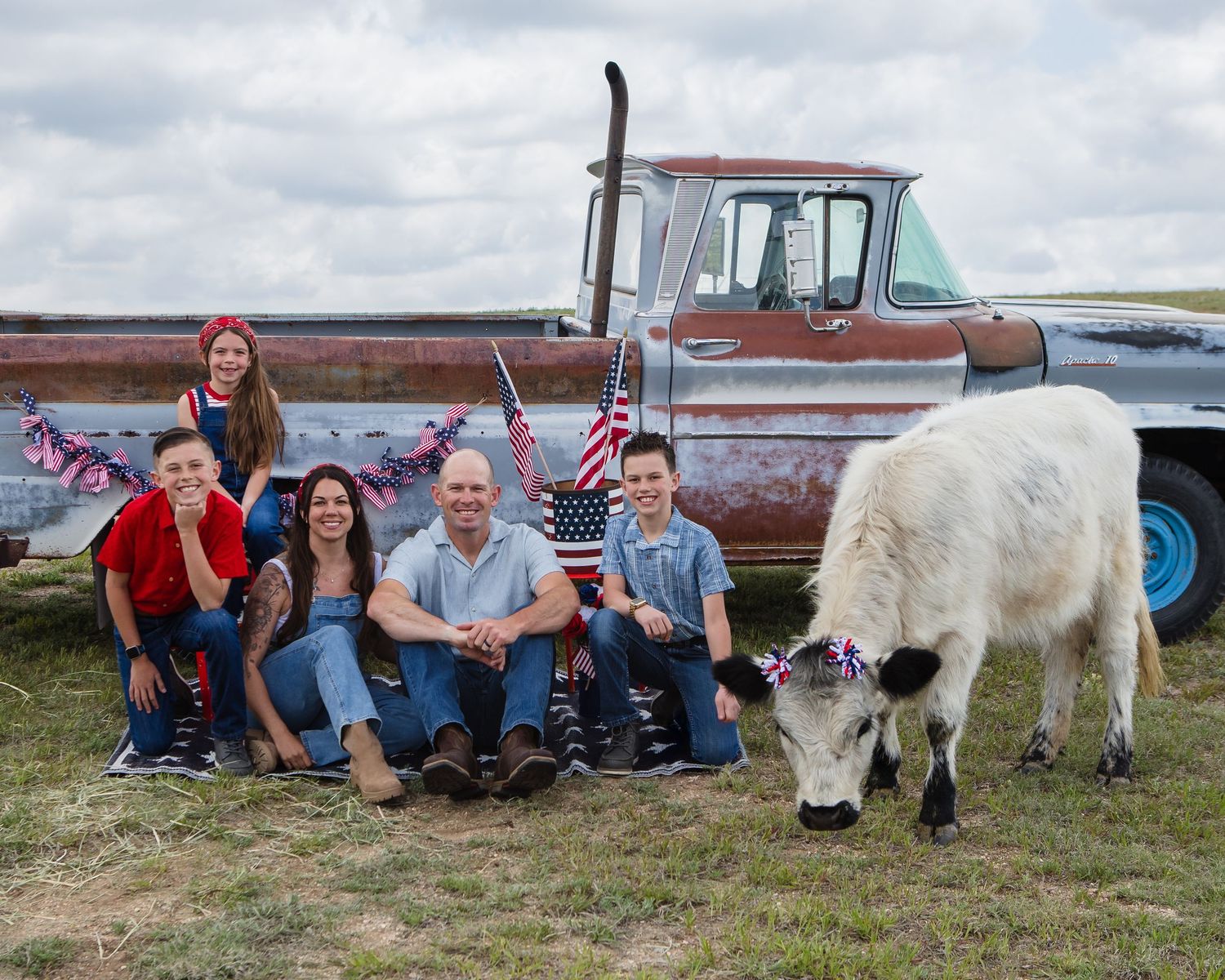 Miniature Highland Cow Photography