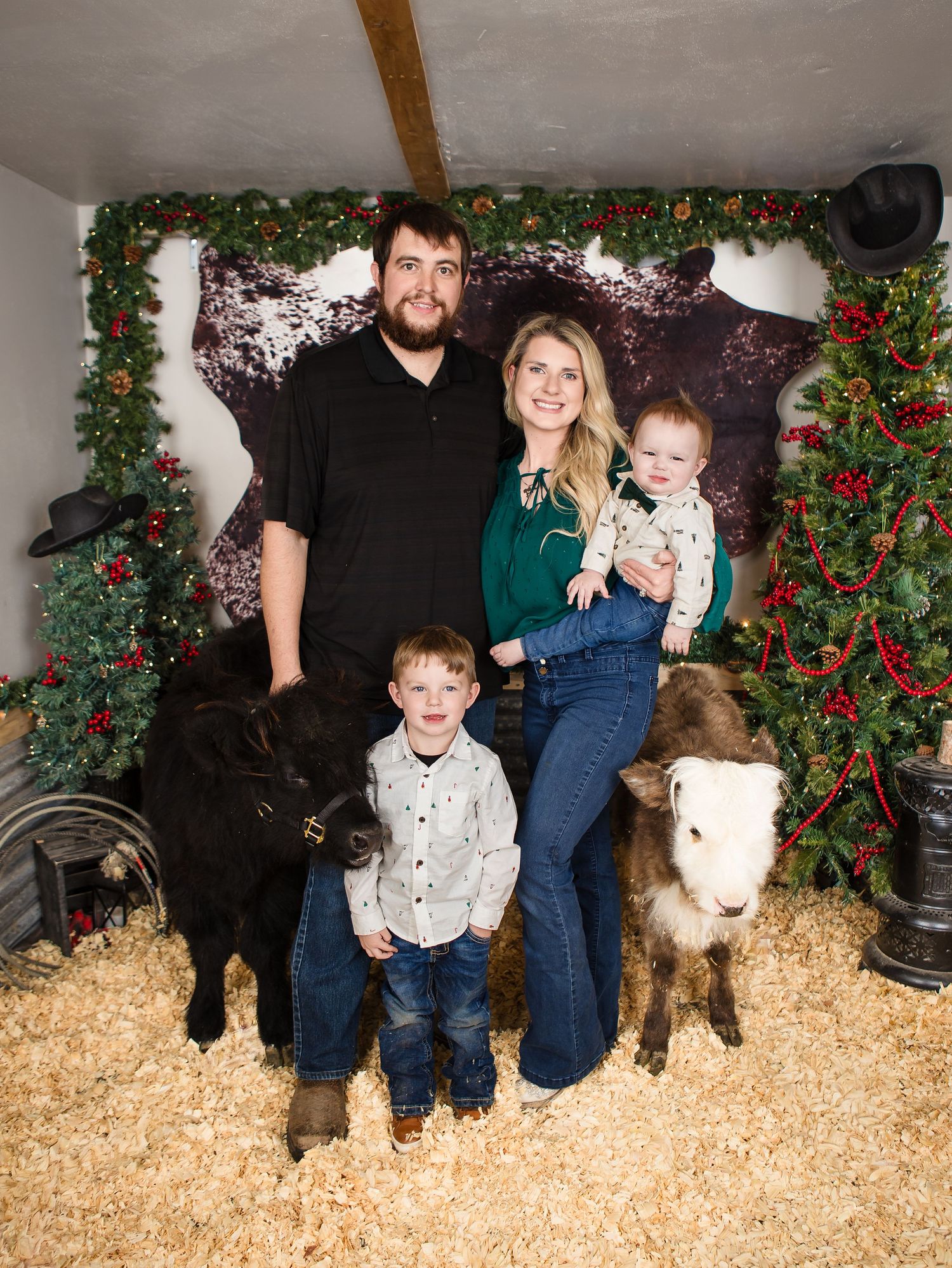 Miniature Highland Cow Photography